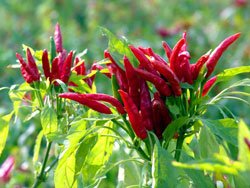 Towards the Sky Chili