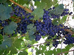 Grape