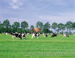 Huitengxile grassland