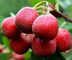 Hawthorn Berries