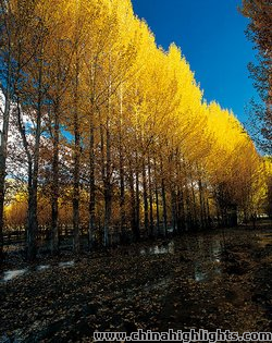 Autumn Scenery in Daocheng
