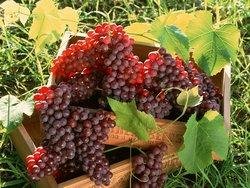 Grapes, A Specialty of Xinjiang
