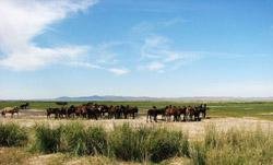 Inner Mongolia in August
