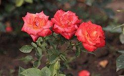 China Roses