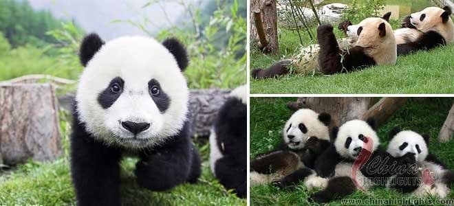 Cute Giant Panda