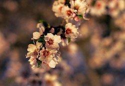 Apricot Blossoms