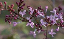 Lilacs