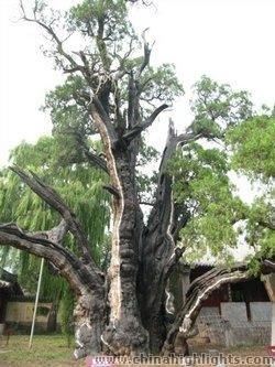 The General Cypress