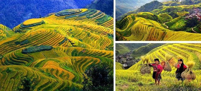 Longji Rice Terraces in October