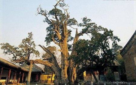The General Cypress in Songyang Academy