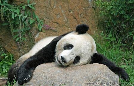 Pandas in Chengdu