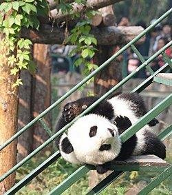 A Giant Panda in Beijing Zoo