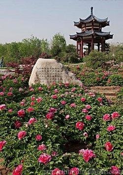 Luoyang National Peony Garden