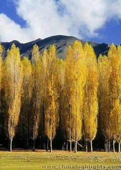 Fall Foliage in Lhoka Prefecture