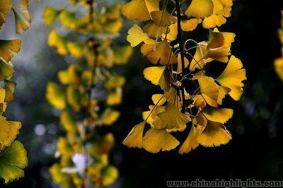 Ginkgoes in Xiangyang Park