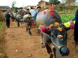 Zhuang Nationality Cattle Festival