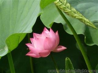 Xindu Lotus Festival