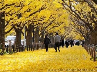 Enjoy a Lemon-Yellow Autumn in Shanghai