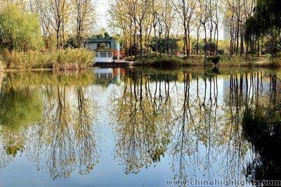 Ginkgoes in Shanghai Century Park