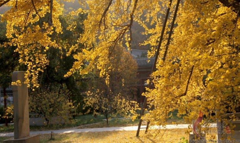 The golden ginkgoes in Xifeng Temple