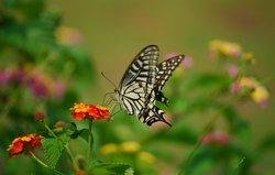 Butterfly Festival