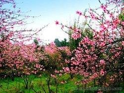 Gongcheng Peach Blossom Festival