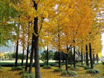 Ginkgoes in Lujiazui Green Land
