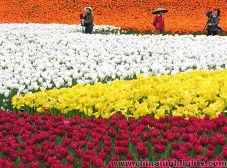 Chengdu Flower Fair