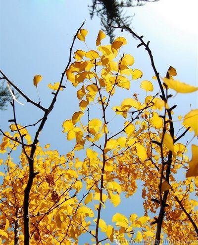 Ginkgoes in People’s Square