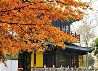 Best Places to see Fall Foliage in Shanghai