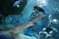 The mermaid performance in the Pacific Underwater World at CCTV Tower