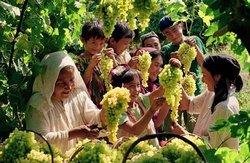 Xinjiang Grape Festival