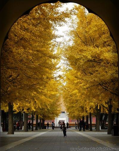 Ginkgoes in Zhongshan Park