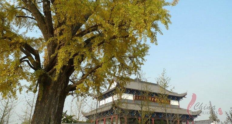 The golden ginkgoes in Stone Buddha Temple