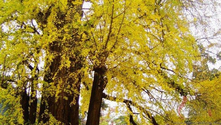 The golden ginkgoes in Tanzhe Temple
