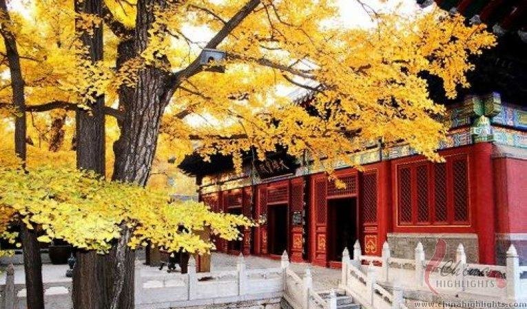 The golden ginkgoes in Hongluo Temple