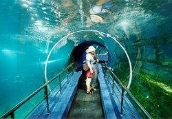 The Pacific Underwater World at CCTV Tower