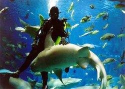The Pacific Underwater World at CCTV Tower