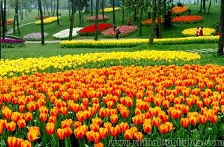 Shixiang Lake Tulip Festival