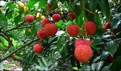 Zengcheng Litchi Festival