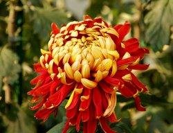 Beijing Chrysanthemum Exhibition