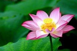 Guangzhou Lotus Flower Festival