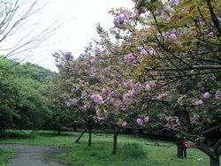 Cherry Blossom Festival