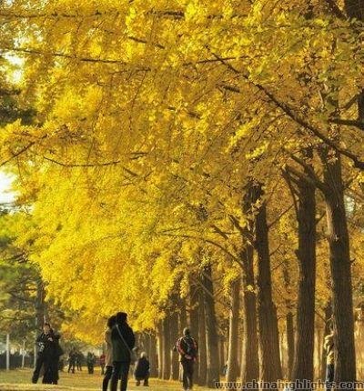 Ginkgoes in Shimen Yi Road
