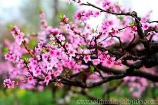 Chengdu International Peach Blossom Festival