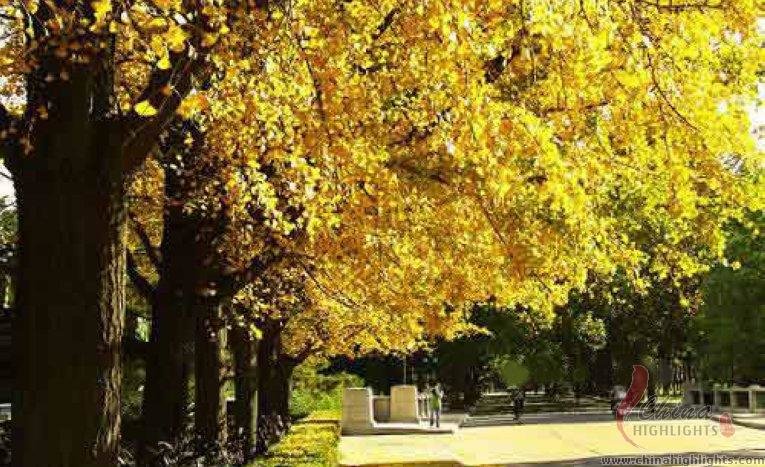 The golden ginkgoes in Xiangyan Temple