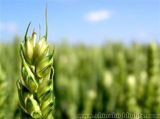 Grain Full (xiǎo mǎn小满)