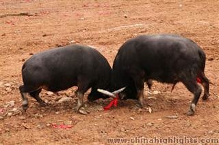 Dong Ethnic People Bull Fighting Festival