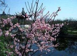 Suzhou Taihu Lake Plum Blossom Festival