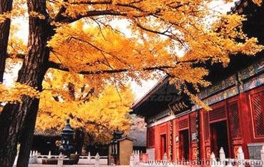 Hongluo Temple